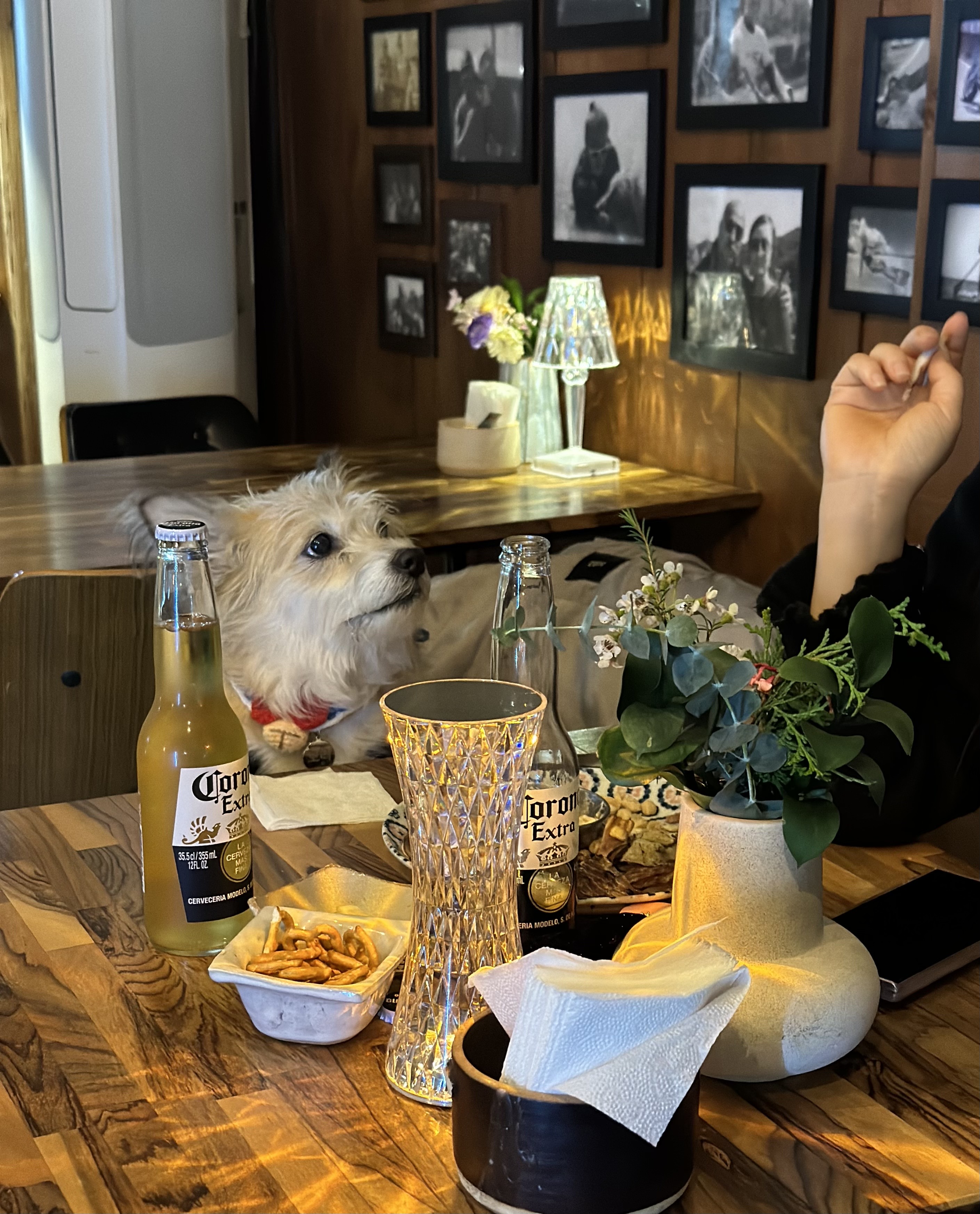 jeju seongsan pub dog beer